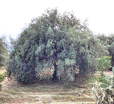 Vente d'huile d'olive de Sicile (Italie)